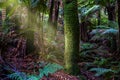 Australian rainforest - Dandenong Ranges, Australia. Royalty Free Stock Photo
