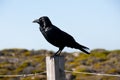 Australian Raven Royalty Free Stock Photo