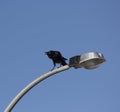 Australian Raven (Corvus coronoides) is a passerin