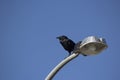 Australian Raven (Corvus coronoides) is a passerine bird in the crow family perching on a light pole