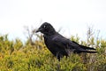 Australian raven (Corvus coronoides)