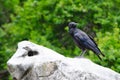 Australian raven Crow on the big stone at a botanical garden. Royalty Free Stock Photo