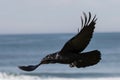 Australian Raven in flight