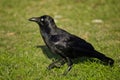Australian Raven on Grass