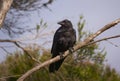 Australian Raven juvenile sitting in tree