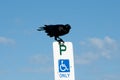 Australian Raven Royalty Free Stock Photo