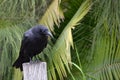 Australian Raven Royalty Free Stock Photo