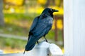 Australian Raven