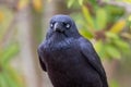 Australian Raven in Victoria, Australia Royalty Free Stock Photo