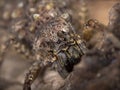 Australian Recluse Spider Royalty Free Stock Photo