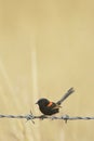 Australian Red Backed Fairy Wren Male sitting on a barbed wire fence Royalty Free Stock Photo