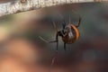 Australian Red-backed Spider Royalty Free Stock Photo