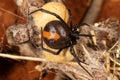 Australian Red-backed Spider Royalty Free Stock Photo
