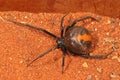 Australian Red-backed Spider Royalty Free Stock Photo