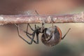 Australian Red-backed Spider Royalty Free Stock Photo