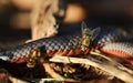 Australian Red-Bellied Black snake & blowflies Royalty Free Stock Photo