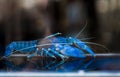 Australian red claw crayfish Royalty Free Stock Photo