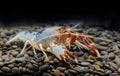 Australian red claw crayfish Royalty Free Stock Photo