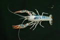 Australian red claw crayfish Royalty Free Stock Photo