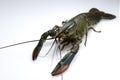 Australian red claw crayfish Royalty Free Stock Photo