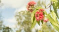 Australian red eucalyptus flowers Royalty Free Stock Photo