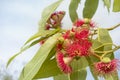 Australian red flower eucalyptus tree Royalty Free Stock Photo