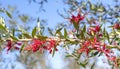 Australian Red Grevillea Splendour Flowers