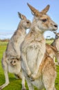 Australian red kangaroos with joey in pouch Royalty Free Stock Photo