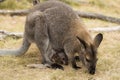 Australian red necked wallaby with joey Royalty Free Stock Photo