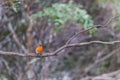 Australian Red Robin sitting on a branch. Royalty Free Stock Photo