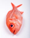 Australian red snapper fish Royalty Free Stock Photo