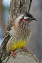 Australian Red Wattle-Bird Honeyeater