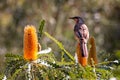 Australian Red Wattle Bird perched on brilliant yellow Banksia flower Royalty Free Stock Photo