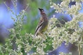 Australian Red Wattle bird perching on tree Royalty Free Stock Photo