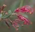 Australian red wildflower Grevillea splendour macro