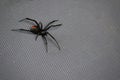 Australian redback spider Royalty Free Stock Photo