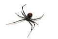 Australian redback spider Royalty Free Stock Photo