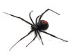 Australian redback spider Royalty Free Stock Photo