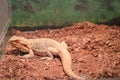 Australian reptile bearded Agama bright orange color in the brown ground. Lizard. There are a large group of diverse reptiles con