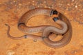 Australian Ringed Brown snake Royalty Free Stock Photo