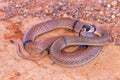 Australian Ringed Brown snake Royalty Free Stock Photo