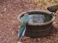 Australian Ringneck and a Apostle bird