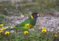 Australian Ringneck Barnardius zonarius feeding