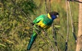 Australian Ringneck parrot, Barnardius zonarius