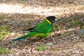 Australian ringneck, broad-tailed parrot bird in green blue on ground in Western Australia