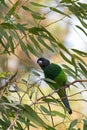 Australian ringneck, broad-tailed parrot bird in green blue perching on Eucalyptus branch in Western Australia