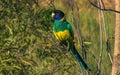 Australian Ringneck parrot, Barnardius zonarius, Psittacidae Royalty Free Stock Photo