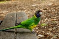 The Australian Ringneck parrot Barnardius zonarius in Western Australia.