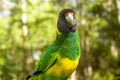 The Australian Ringneck parrot Barnardius zonarius in Western Australia.