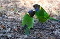 Australian ringneck parrot